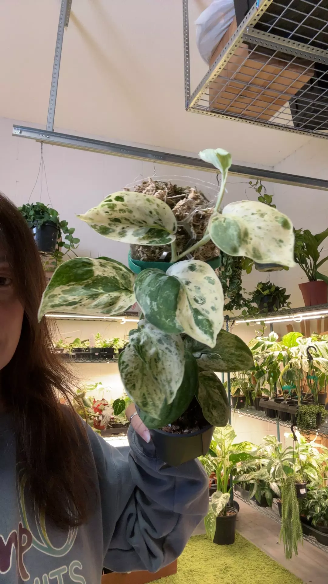 Scindapsus halimoon 4” totem thumbnail