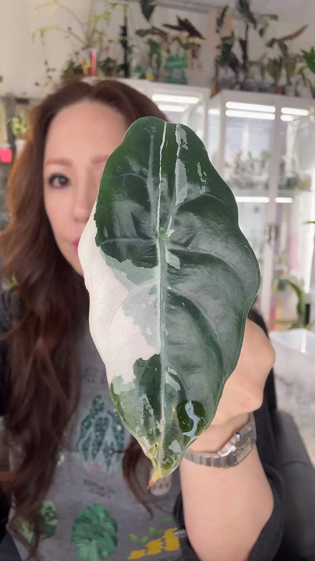 #2354 PINK CHANTRIERI thumbnail