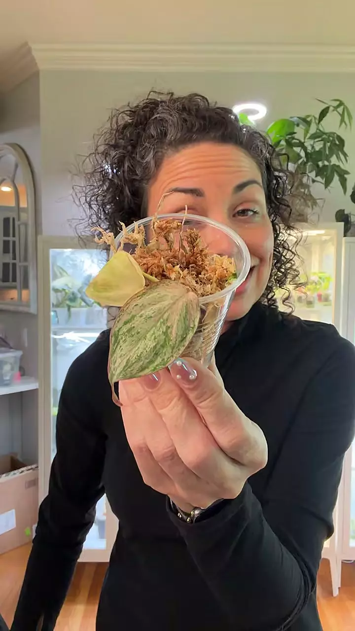 795 Pink Mint Galaxy thumbnail