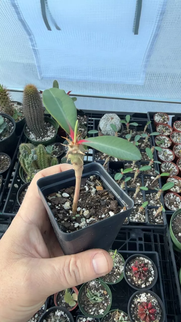 Euphorbia V. thumbnail