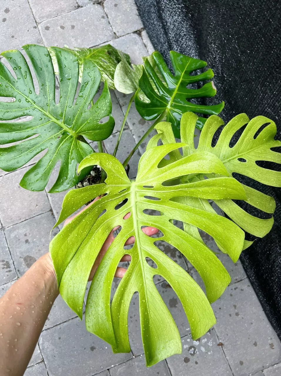 Monstera Miami Mint 6” Exact thumbnail