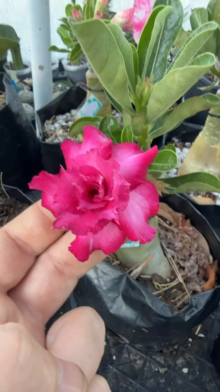 Rising Violet thumbnail