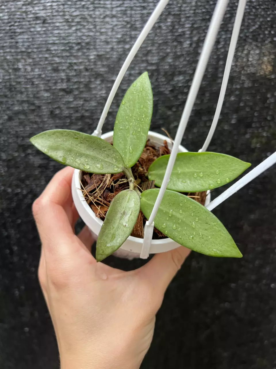 Hoya Silver Lady 3” Grower’s Choice thumbnail