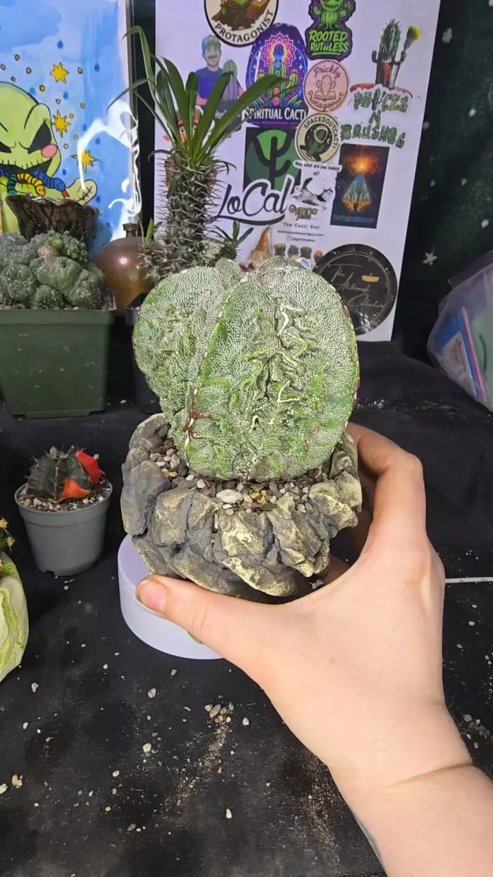 astrophytum myriostigma fukuryu with pot thumbnail