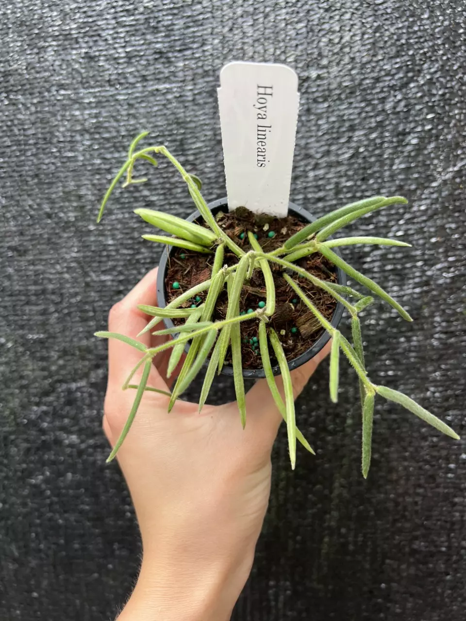 Hoya Linearis 3” Grower’s Choice thumbnail