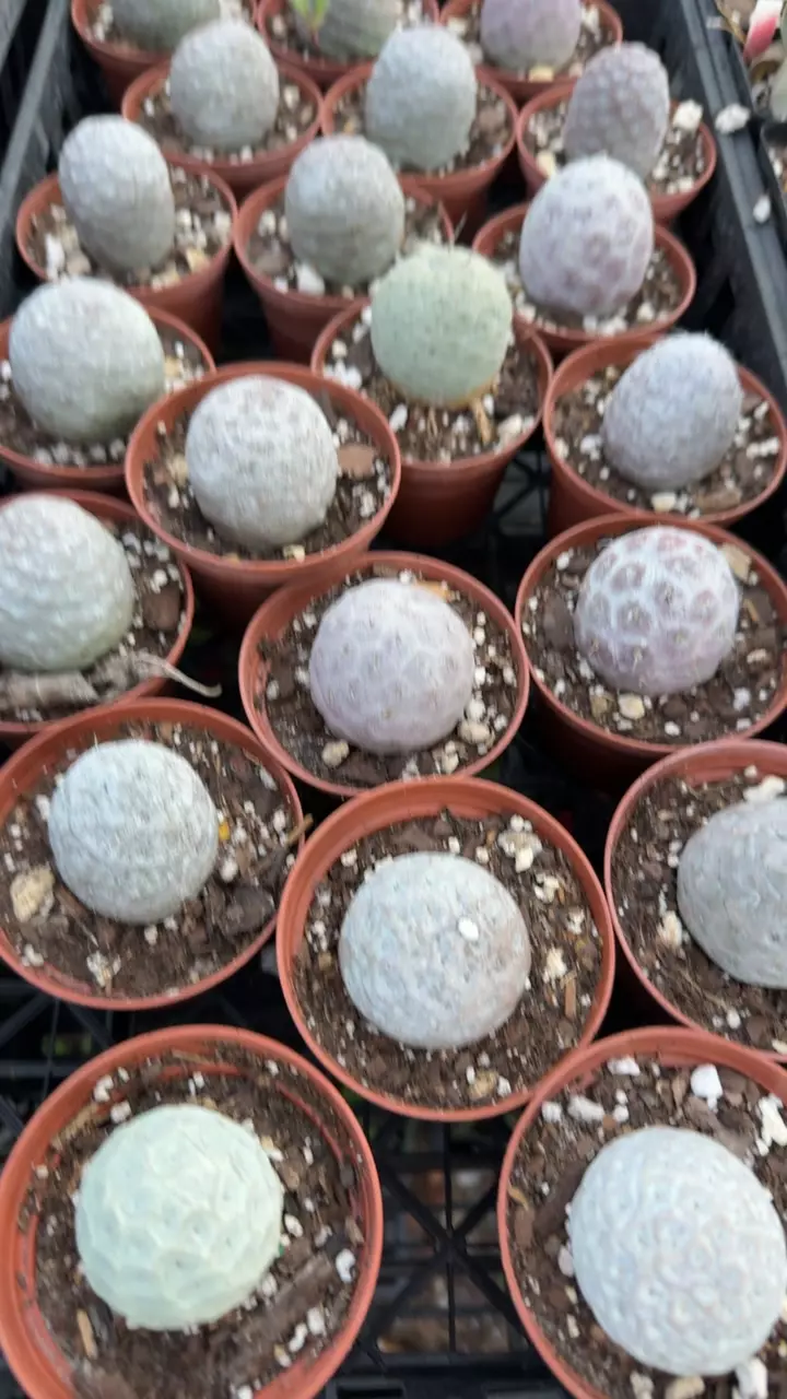 Tephrocactus thumbnail