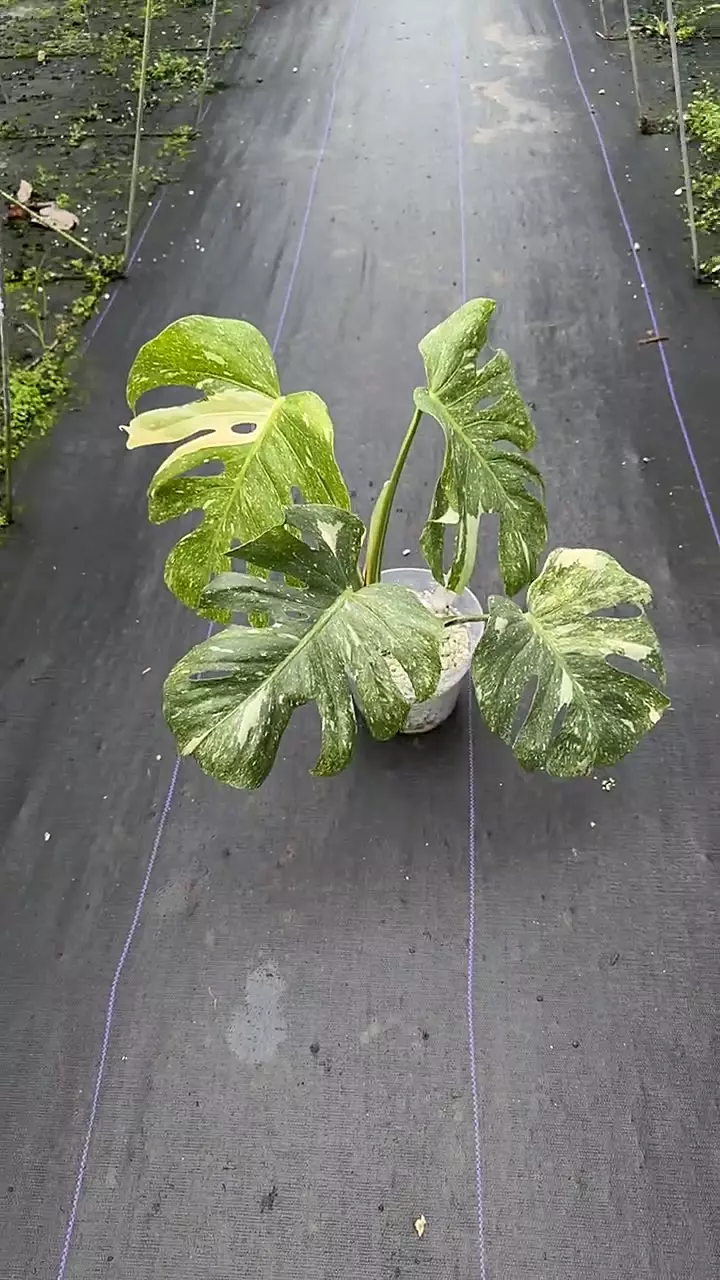 Monstera Interstellar thumbnail