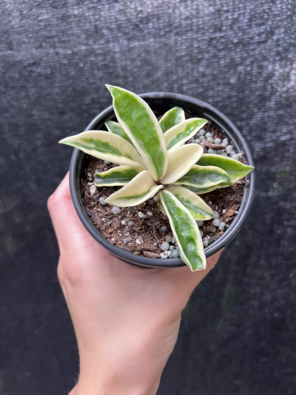 Hoya Krinkle 8 Albomarginata 4” Grower’s Choice thumbnail