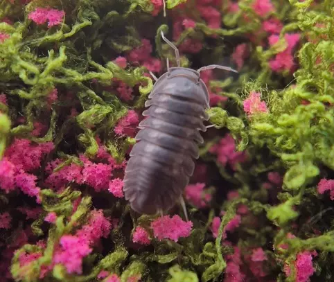 5 Ct Spherillo sp Hainan Black thumbnail