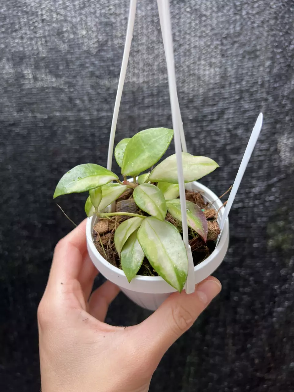 Hoya Walliana Variegated 3” Grower’s Choice thumbnail