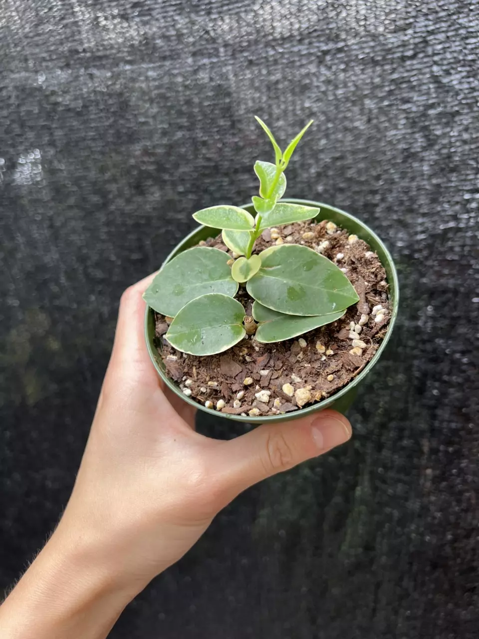 Hoya Cumingiana Albo 4” Grower’s Choice thumbnail