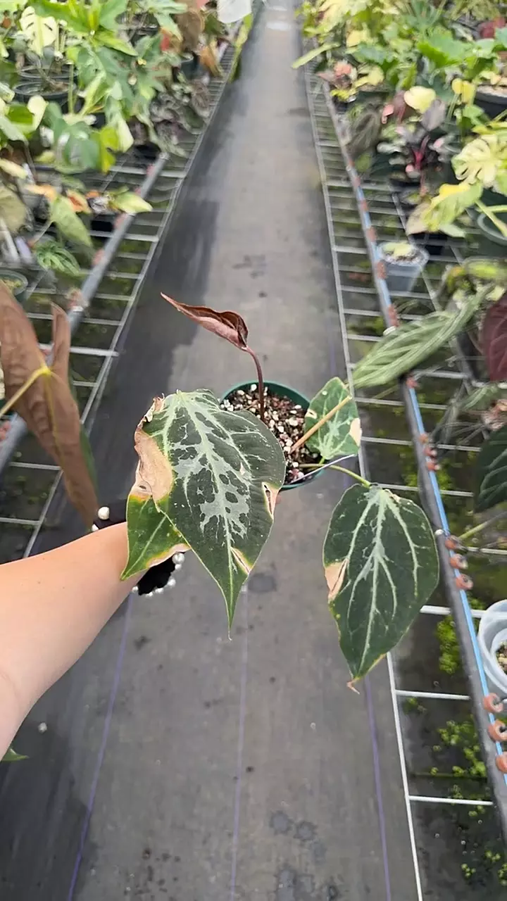 PM Mag/Carla x Enid’s bench/Besseae thumbnail