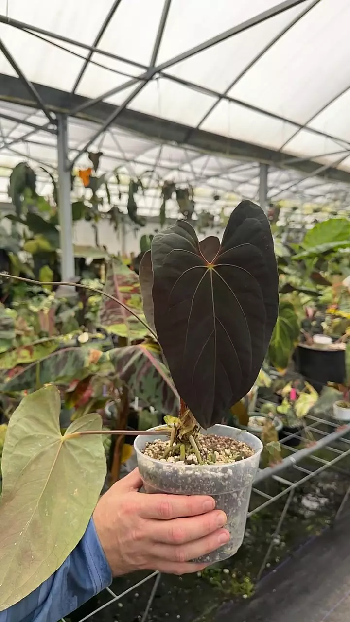 Dark Phoenix Mint x RL thumbnail