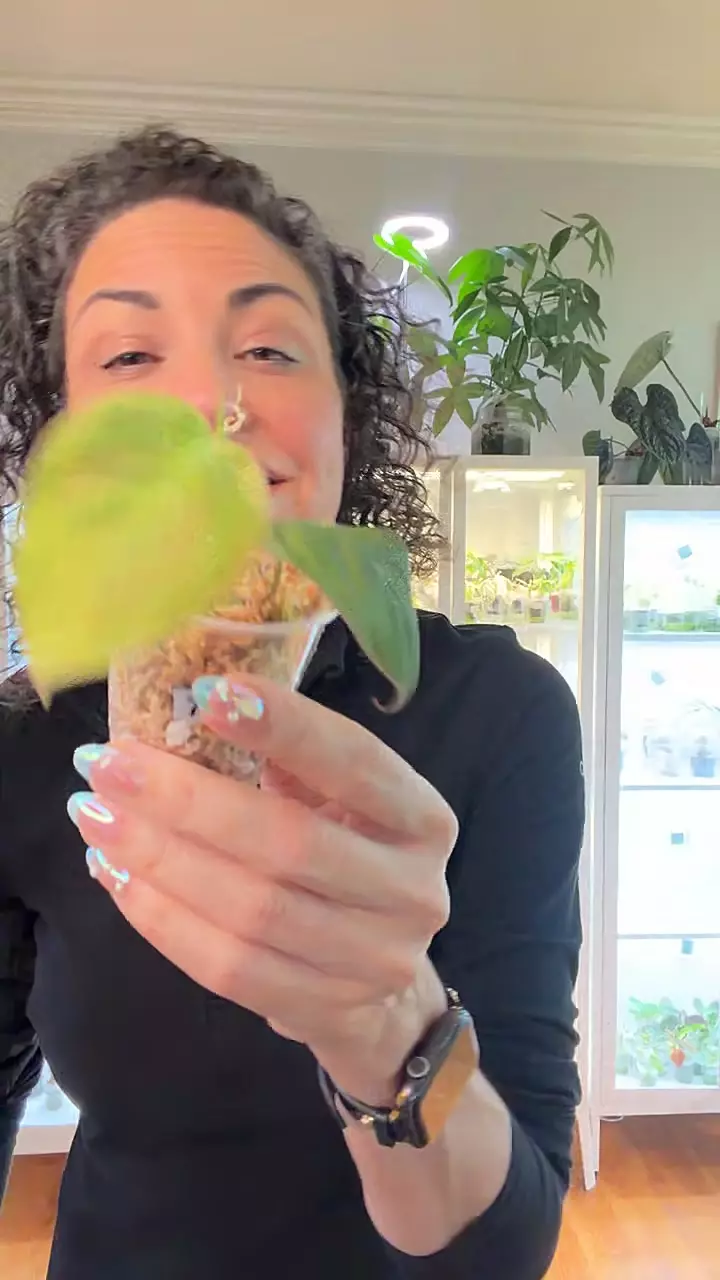 792 Micans Aurea thumbnail