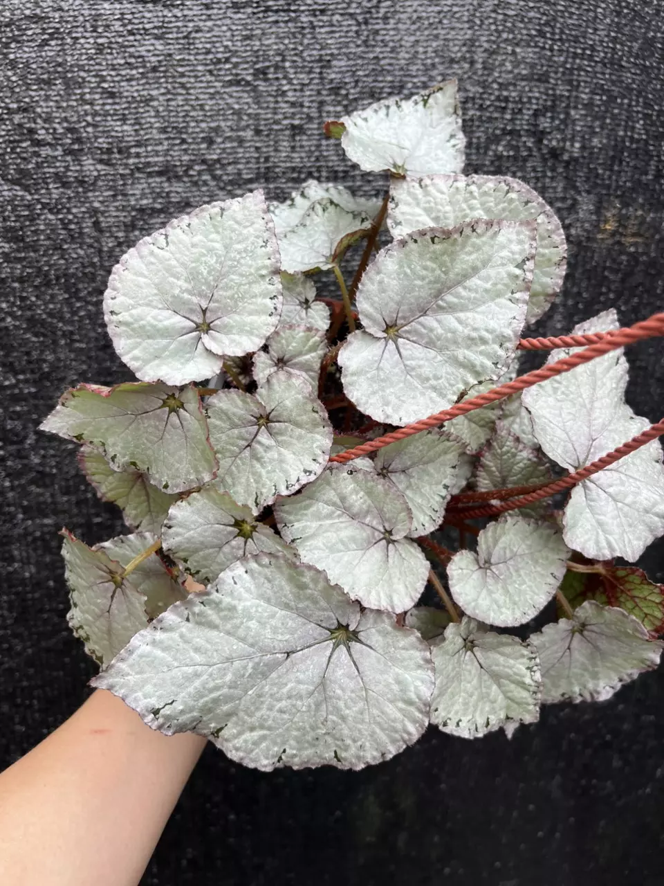 Begonia Silver Dollar 6” Grower’s Choice thumbnail