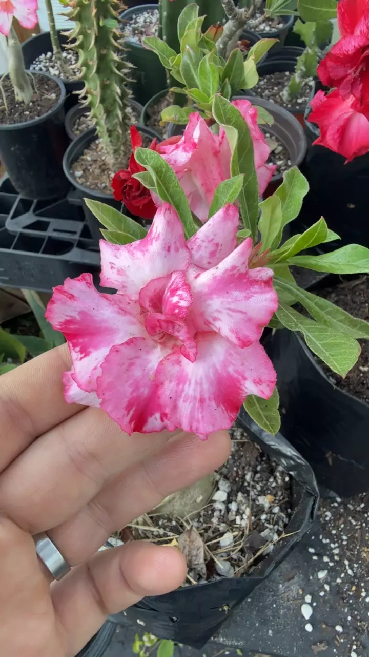 Magic Pink thumbnail