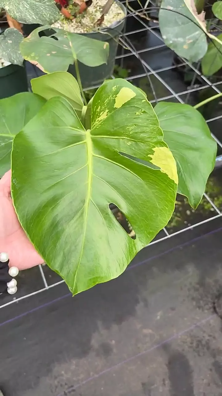 Moss Mint Low Color thumbnail