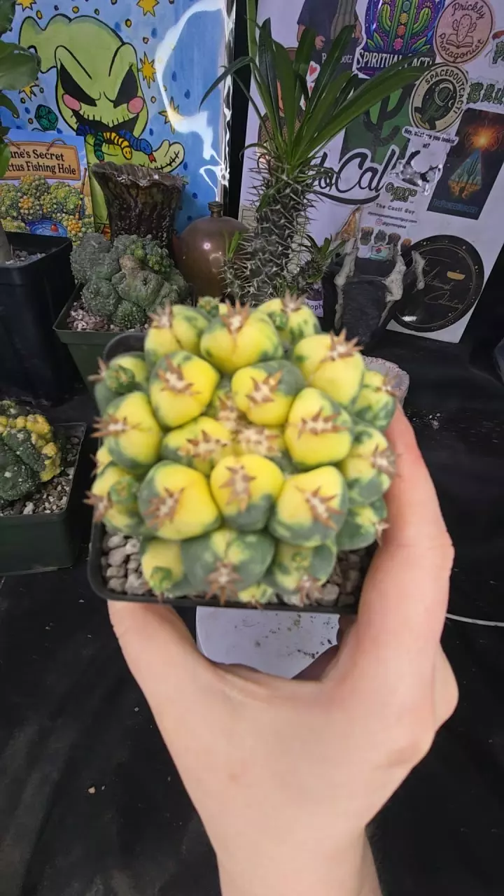 variegated cory titan (pup grown) small roots thumbnail