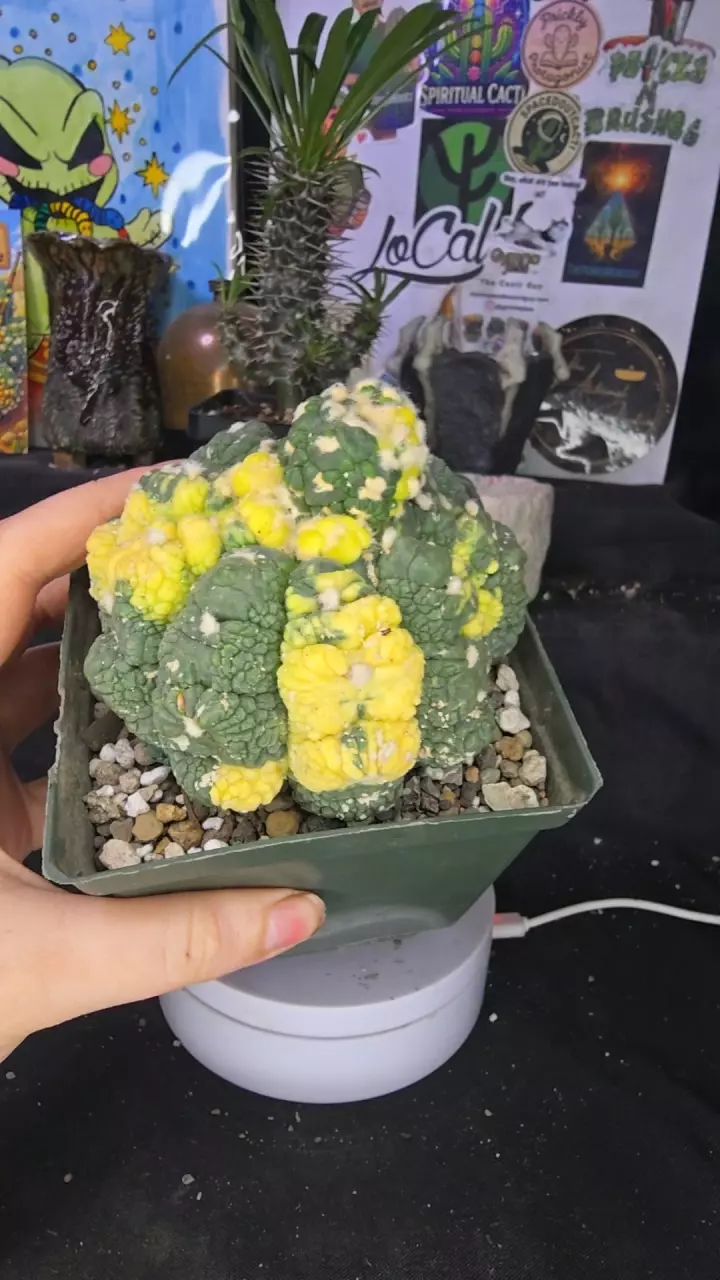 variegated asterias lizard skin monstrose (rooted degraft) thumbnail