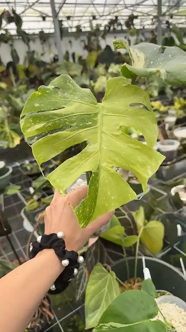 Green on Green Meltaway thumbnail