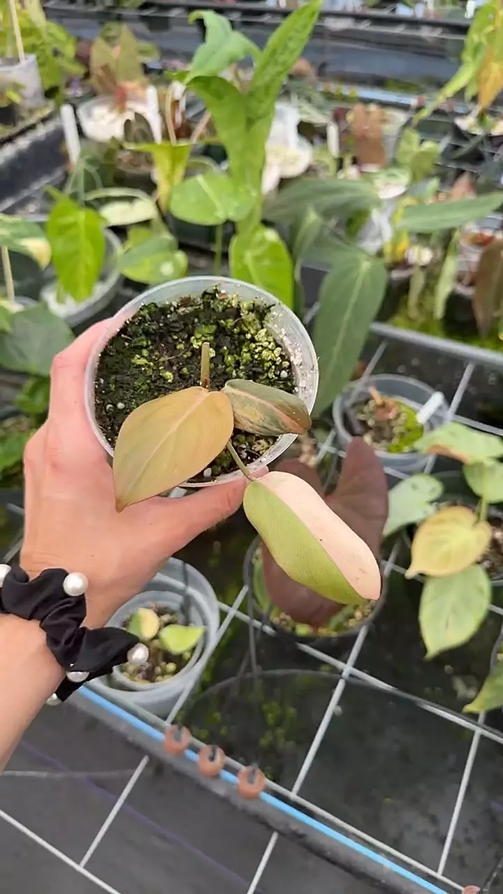 P. Summer Glory thumbnail