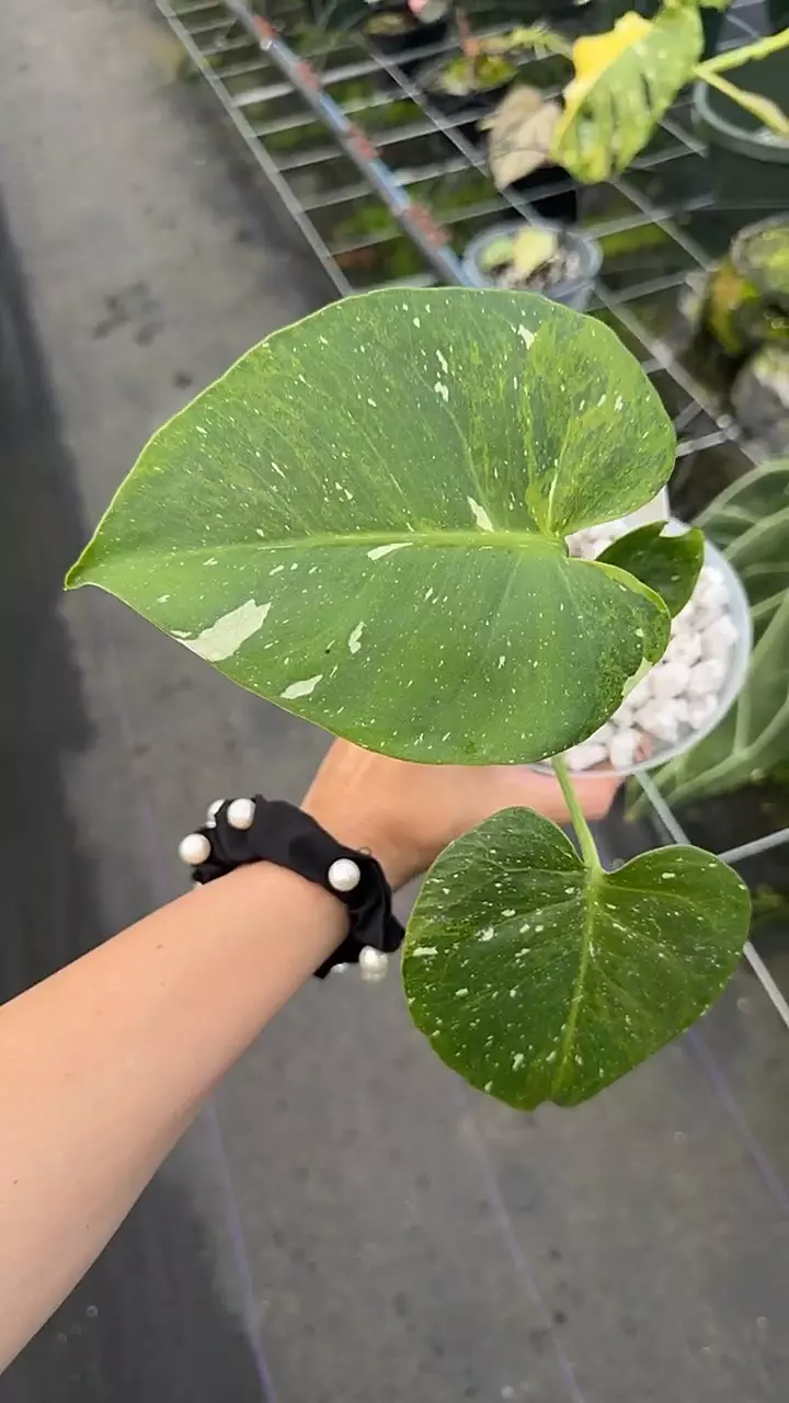 Green on Green Thai con thumbnail