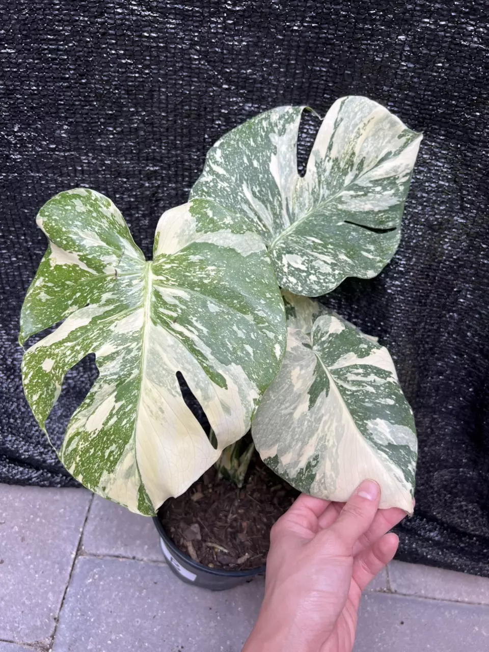 Monstera Creme Brulee 6” B thumbnail