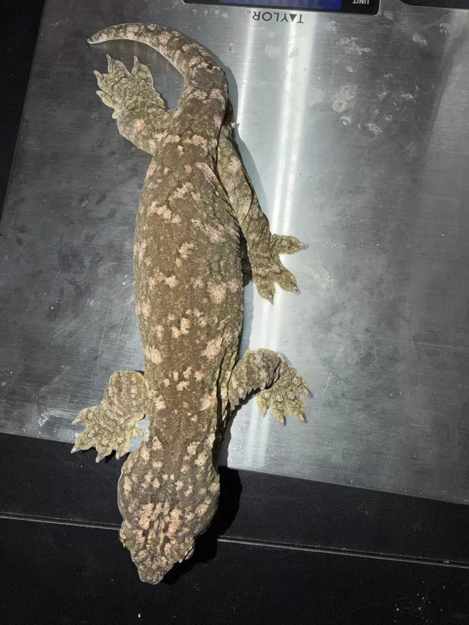 216g MALE Sakura leachie thumbnail