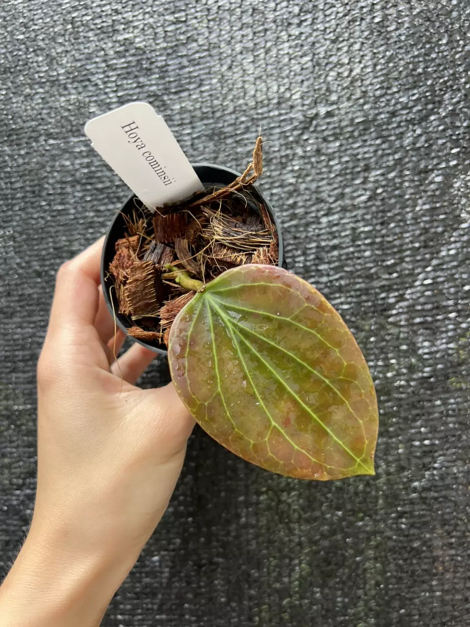 Hoya Cominsii 3” Grower’s Choice thumbnail