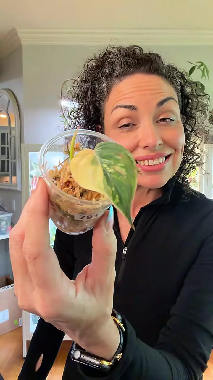 791 Aires Micans thumbnail