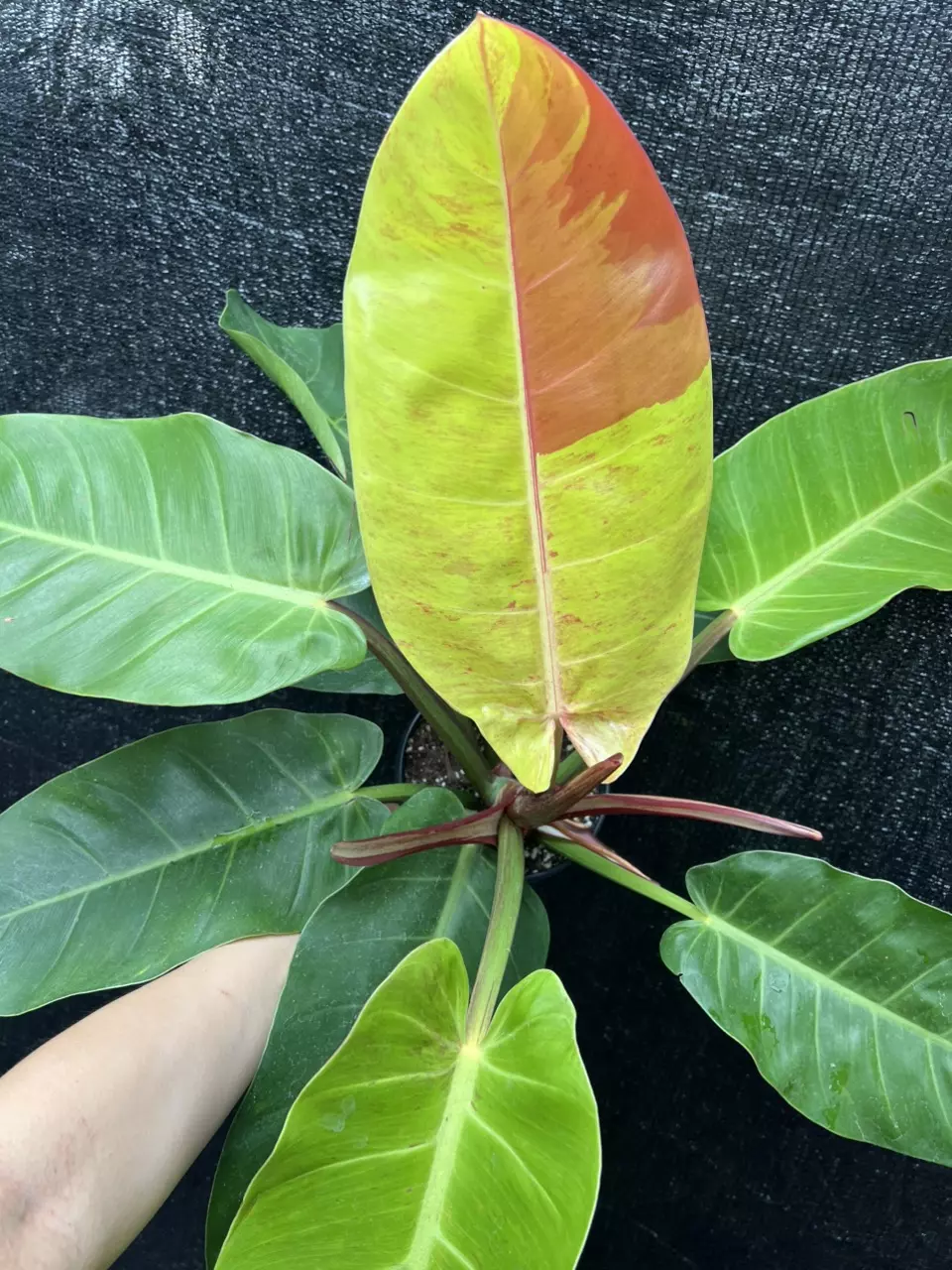 Philodendron Moonlight Variegated 6” Exact thumbnail