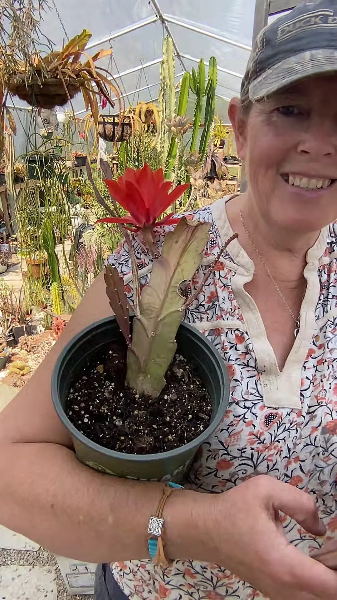 Red Orchid Cactus gallon thumbnail