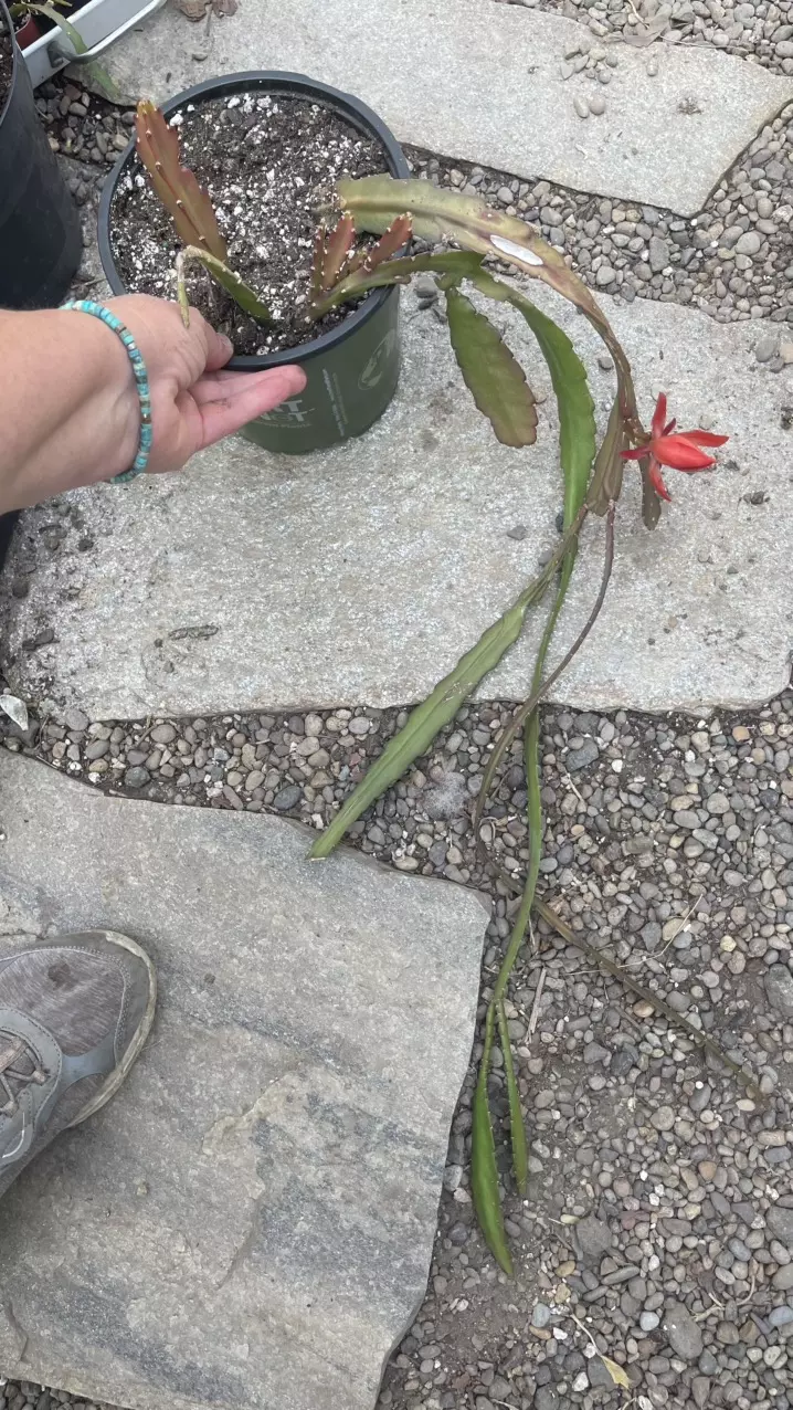 Red Orchid Cactus gallon thumbnail