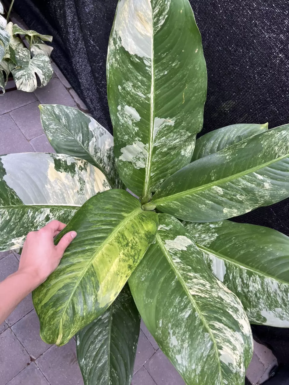 XXL Dieffenbachia Big Ben Variegated 8” Exact thumbnail