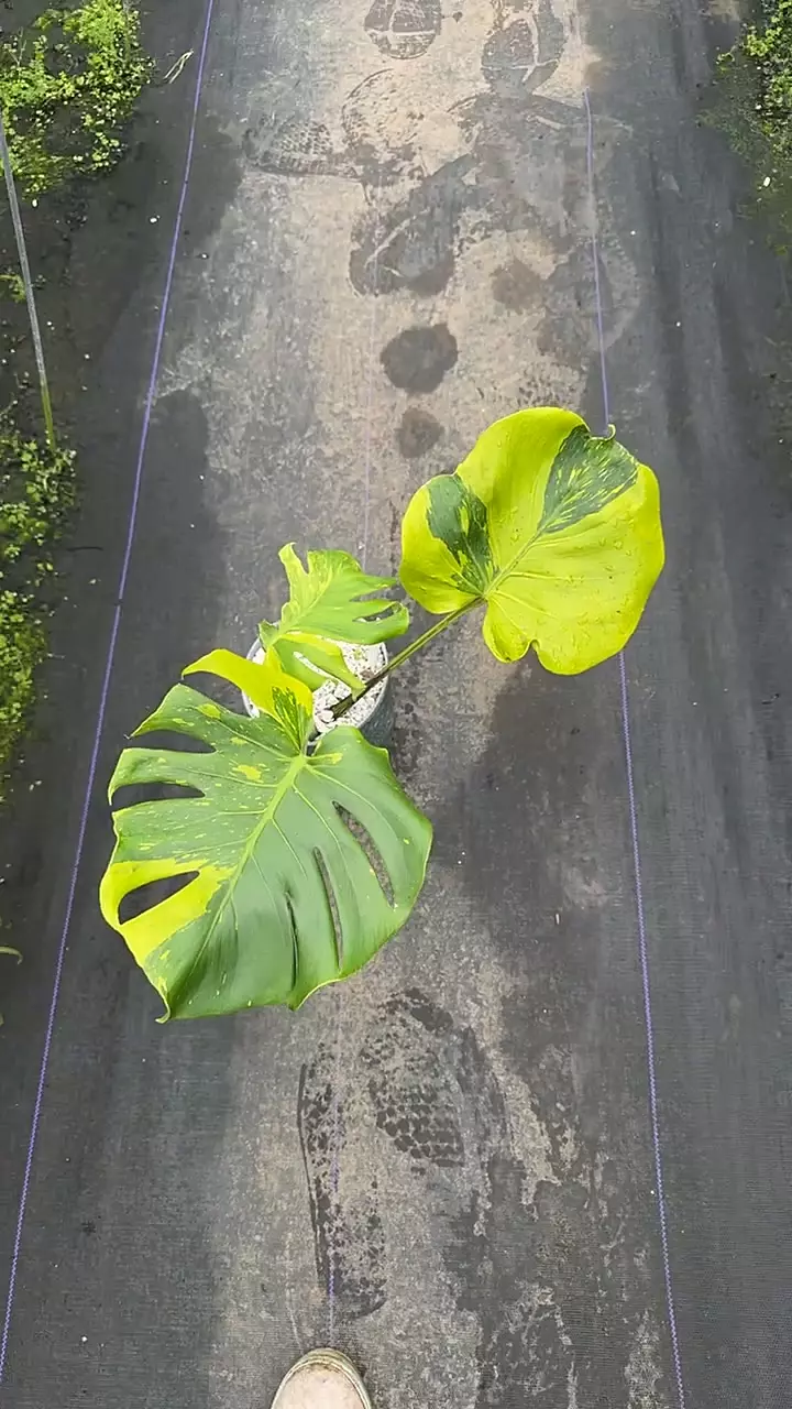 Monstera tong kee ma thumbnail