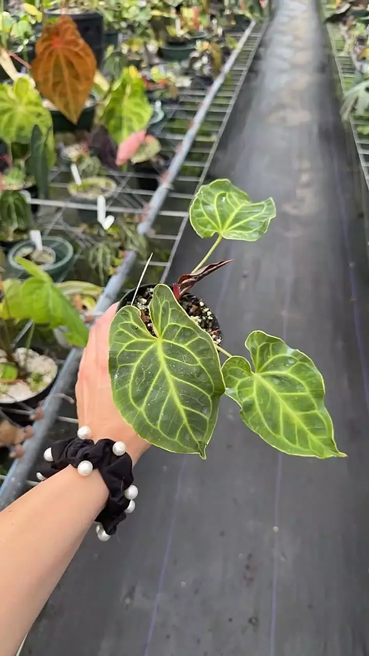 Besseae x Mag thumbnail