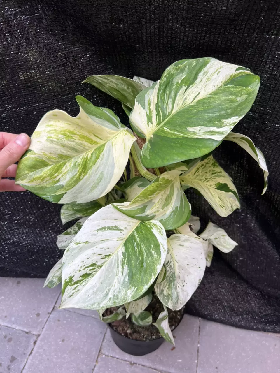 XL Epi Manjula Pothos 8” Totem Exact thumbnail