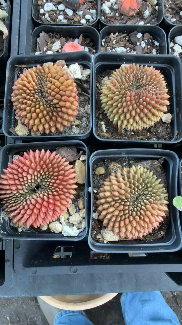 Gymno crest GC 3” pot thumbnail