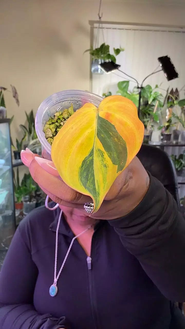 rooted Variegated Micans thumbnail