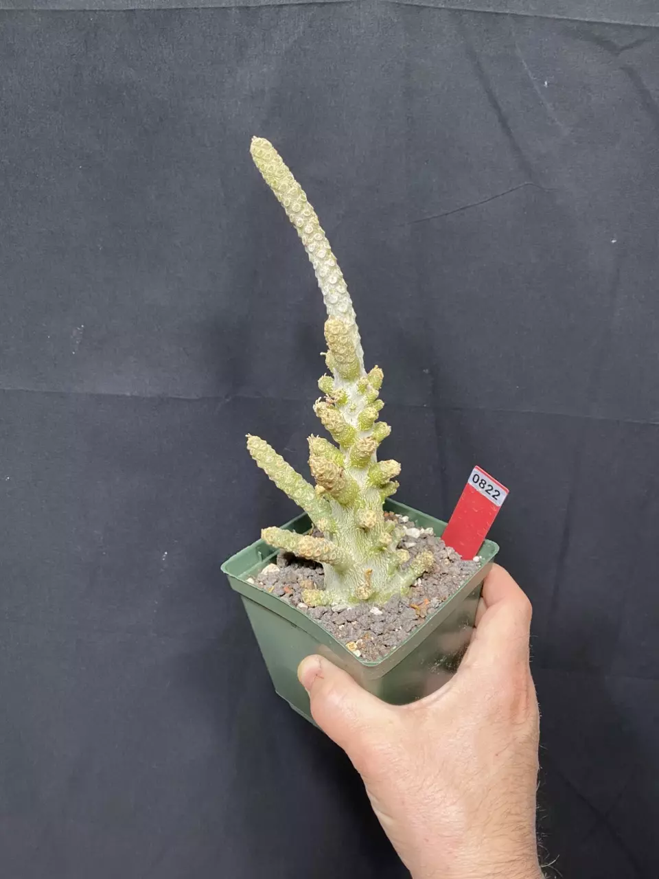 822 Dorstenia Gigas thumbnail