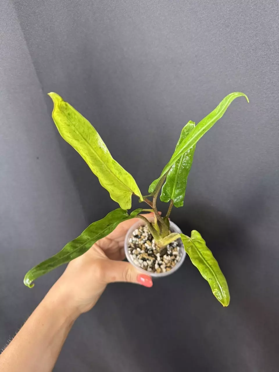 Alocasia lauterbachiana mint thumbnail