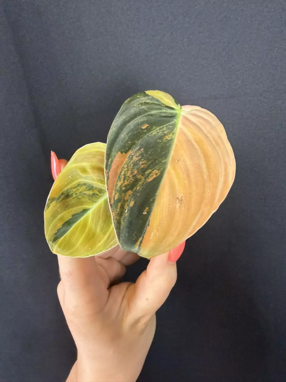 Philodendron Melano Orange thumbnail