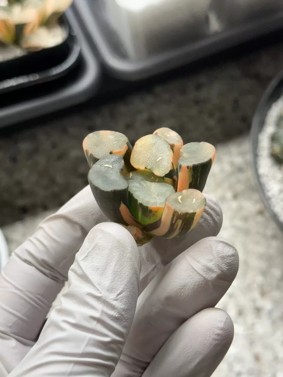 DaMing Lake Maughanii thumbnail