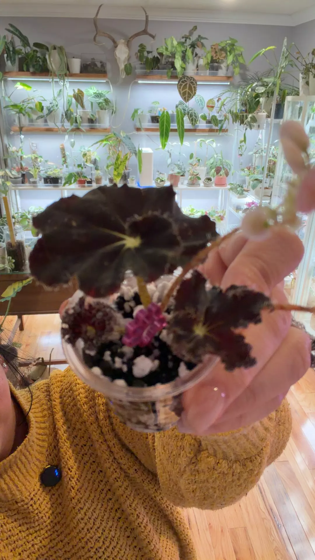 black mamba begonia 0418 thumbnail