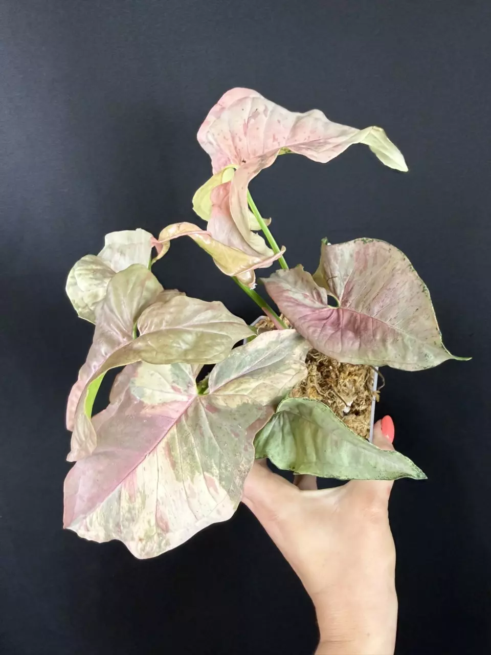 Syngonium Pink Double Spot thumbnail