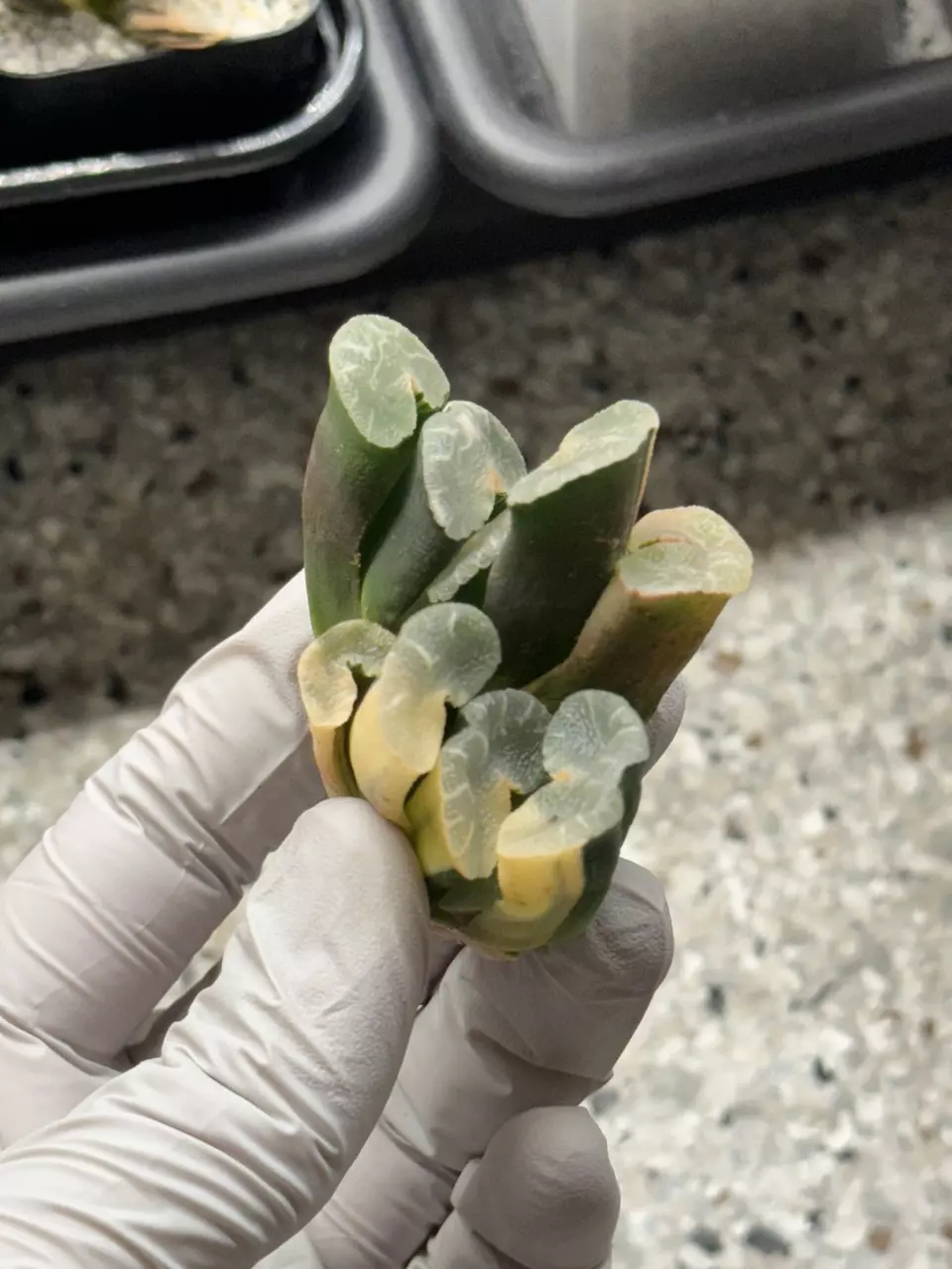 Oonawa / Big Rope Truncata thumbnail