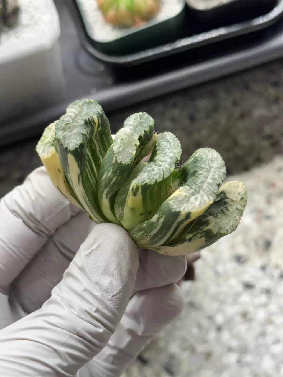 Floating Algae Truncata thumbnail