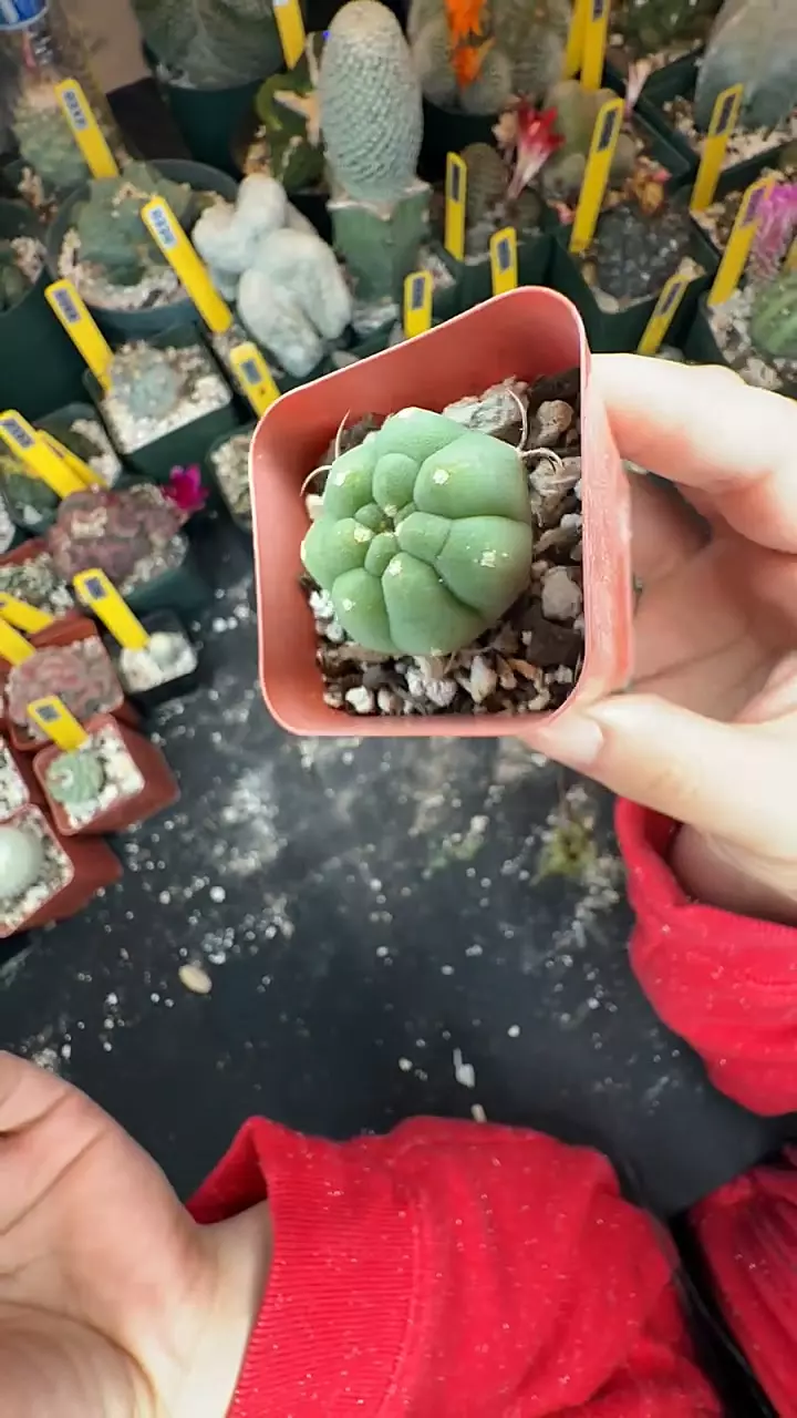 327 matucana Madison thumbnail