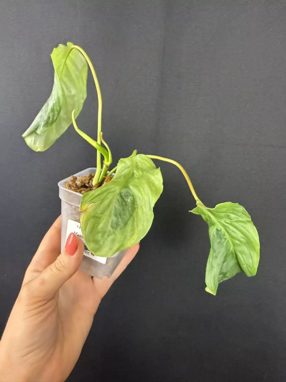 Philodendron Majestic Mutation thumbnail