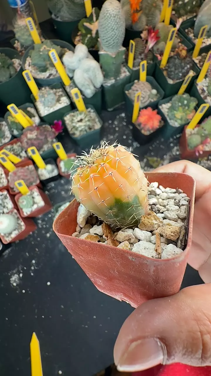 346 gymno ochoterranae variegate thumbnail